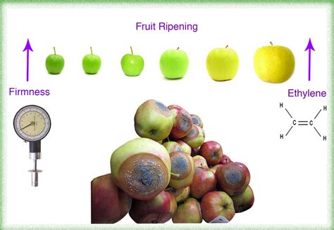 fruits that produce ethylene|Ethylene Producing Fruits (Everything You Need To .